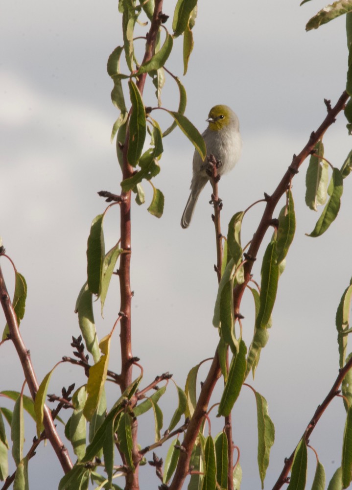 Verdin Tucson4