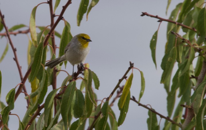 Verdin Tucson5