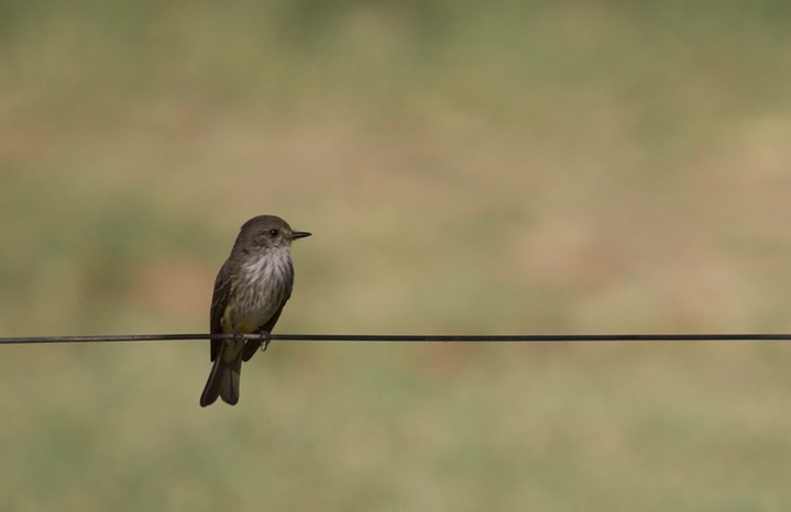 Vermillion Flycatcher