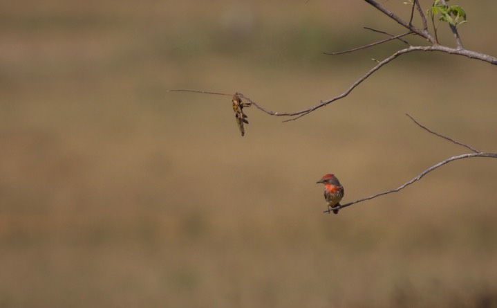 Vermillion Flycatcher