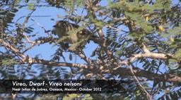 Vireo, Dwarf