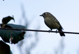 Vireo, Hutton's1