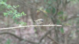 Vireo, Red-eyed 1