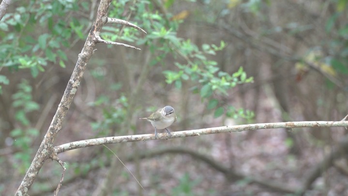 Vireo, Red-eyed