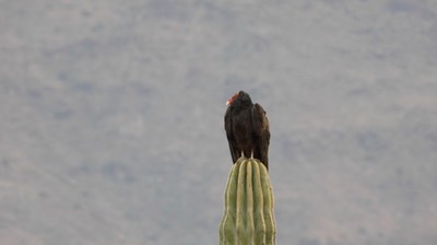 Vulture, Turkey - Baja California 2
