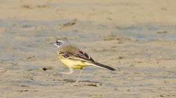 Wagtail, Yellow 2