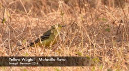 Wagtail, Yellow Senegal 1