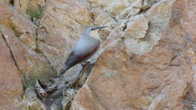 Wallcreeper 1