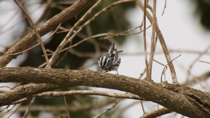 Warbler, Black-and-white 2