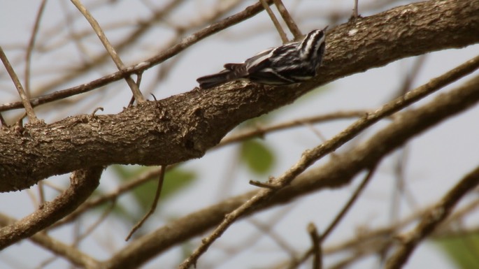 Warbler, Black-and-white