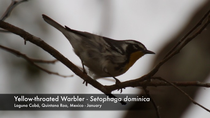 Warbler, Yellow-throated 2