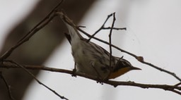Warbler, Yellow-throated