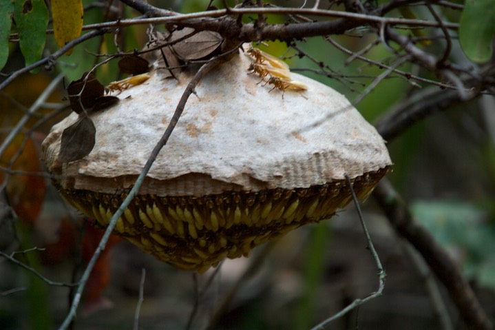 Wasp Nest