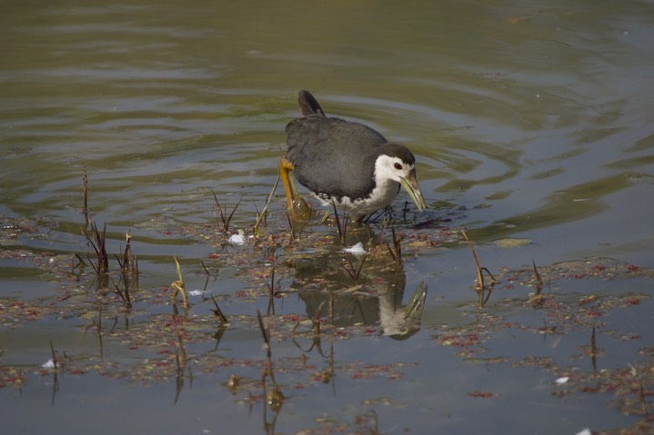 Waterhen, White-breasted. Amaurornis phoenicurus k3