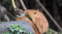 Waterthrush, Northern (Cerro Montezuma, Colombia)