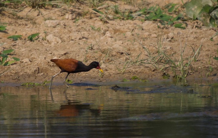 Wattled Jacana 15