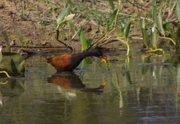 Wattled Jacana, Jacana j. jacana 2