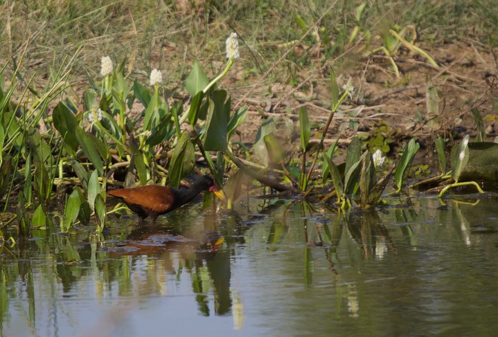 Wattled Jacana, Jacana j. jacana 1