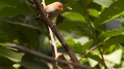 Waxbill, Orange-cheeked 2