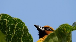 Weaver, Black-necked 2