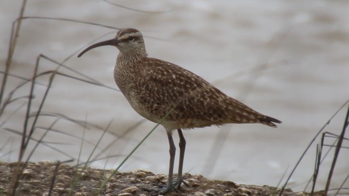 Whimbrel (Texas) 1