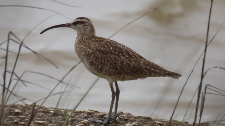 Whimbrel (Texas)