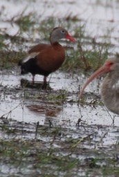 Whistling-Duck, Black-bellied (Texas) 3