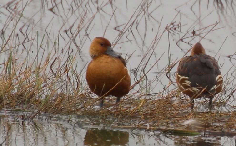 Whistling-Duck, Fulvous 1