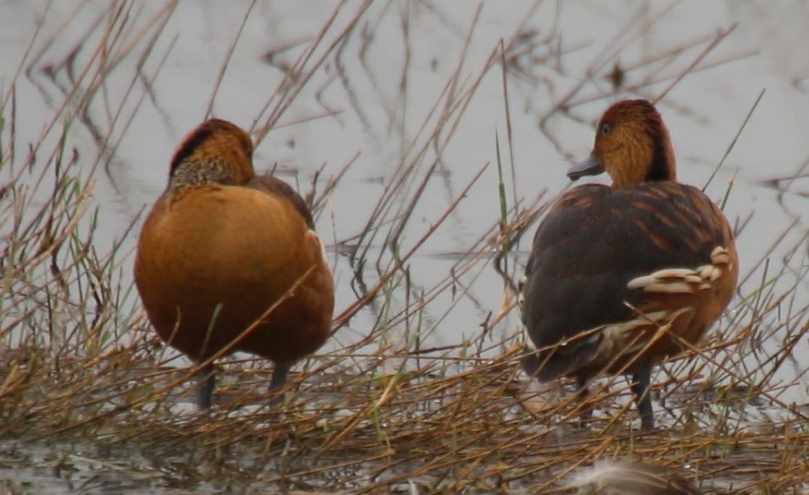 Whistling-Duck, Fulvous 3