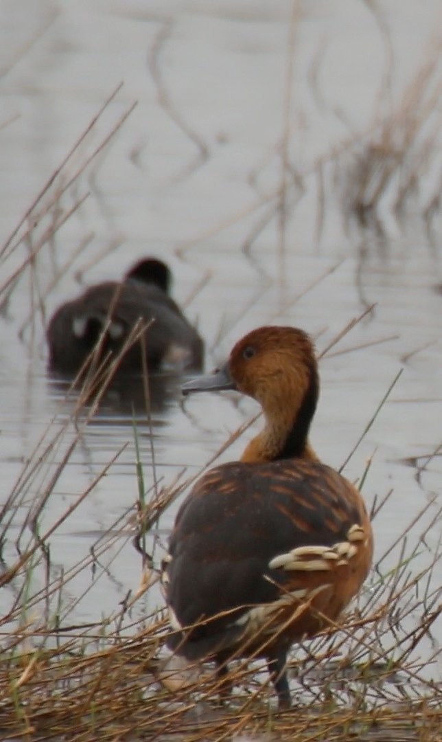 Whistling-Duck, Fulvous 4