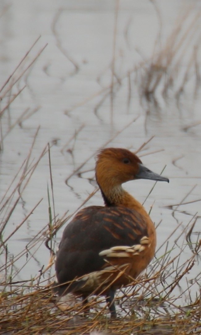 Whistling-Duck, Fulvous 5