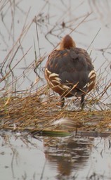 Whistling-Duck, Fulvous