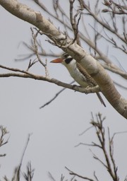 White-eared Puffbird, Nystalus chacuru