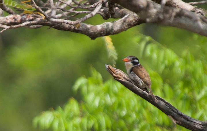 White-eared Puffbird, Nystalus chacuru1