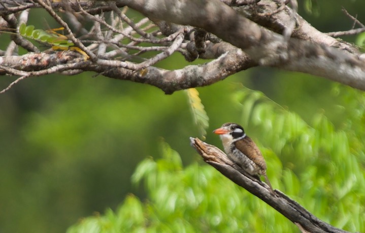 White-eared Puffbird, Nystalus chacuru