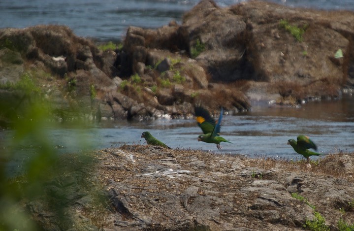 White-eyed Parakeet 8