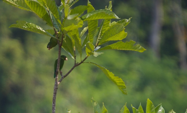 White-eyed Parakeet, Psittacara leucophthalmus3