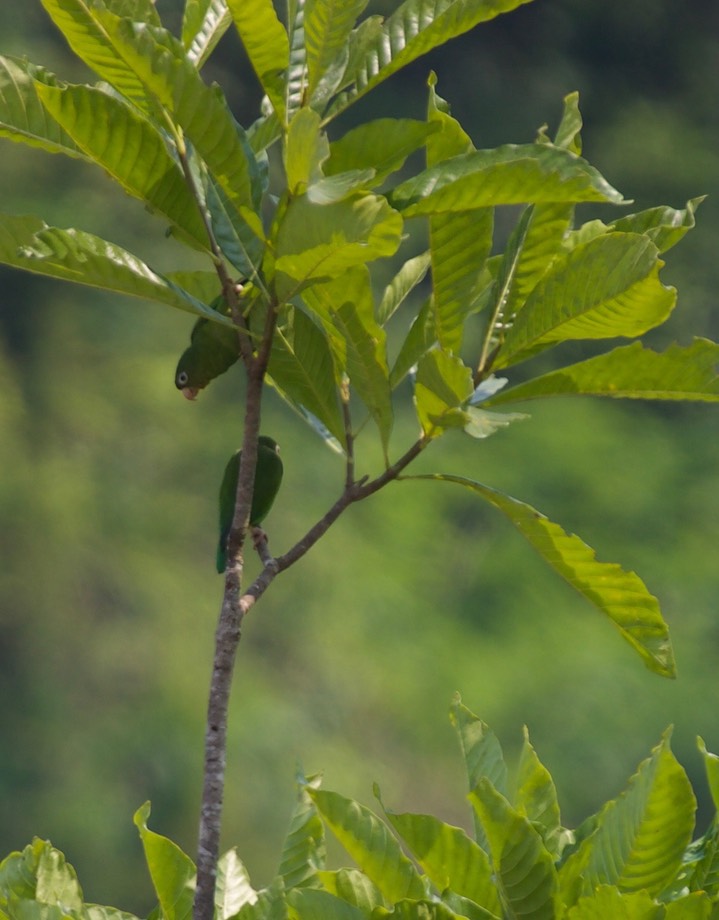 White-eyed Parakeet, Psittacara leucophthalmus4