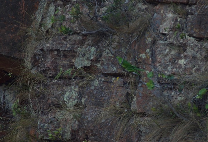 White-eyed Parakeet, Psittacara leucophthalmus