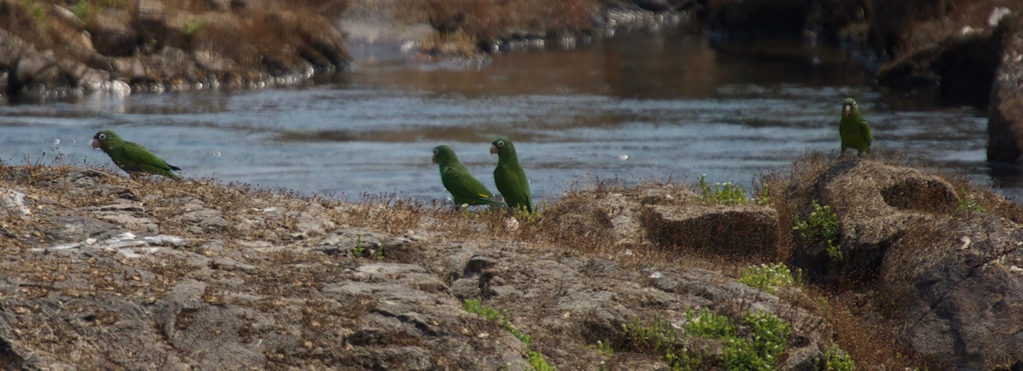 White-eyed Parakeet7