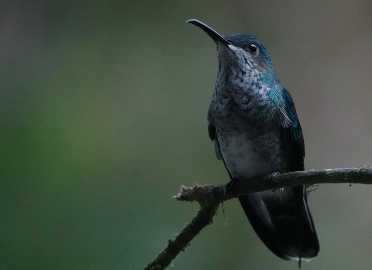 White-necked Jacobin femalef2