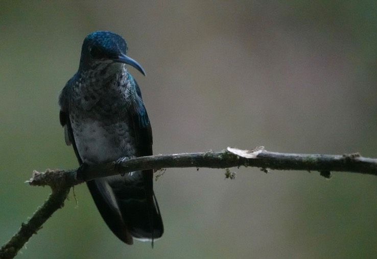 White-necked Jacobin femalef3