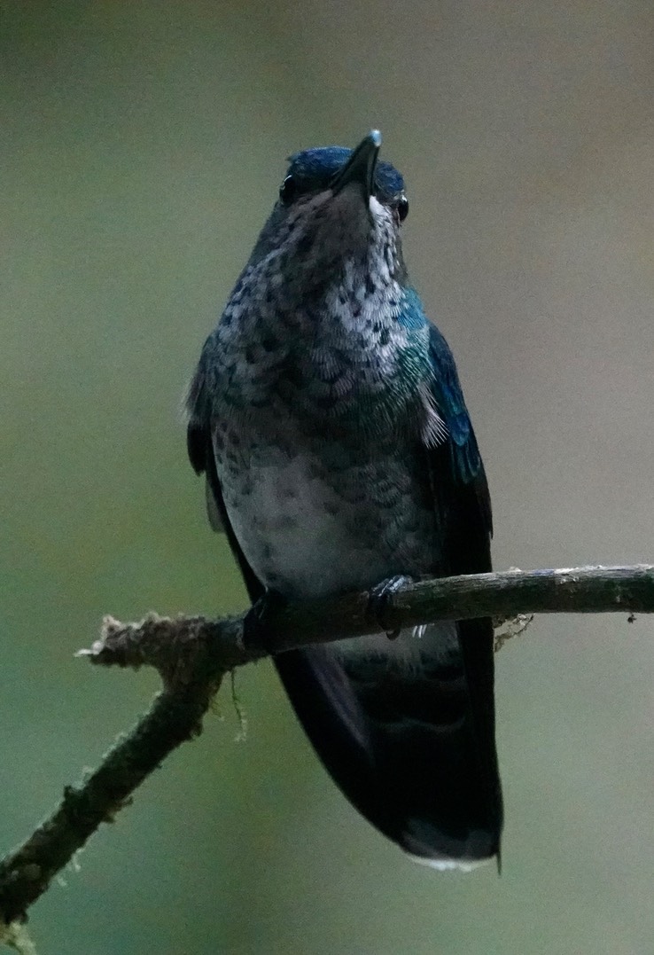 White-necked Jacobin female f1