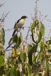 White-rumped Tanager, Cypsnagra hirundinacea2