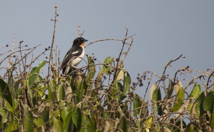 White-rumped Tanager, Cypsnagra hirundinacea