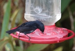 White-sided Flowerpiercer g1