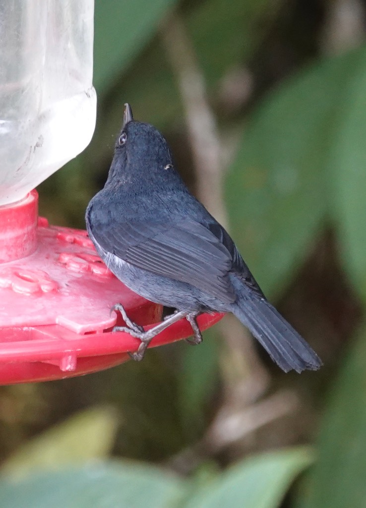 White-sided Flowerpiercer g3