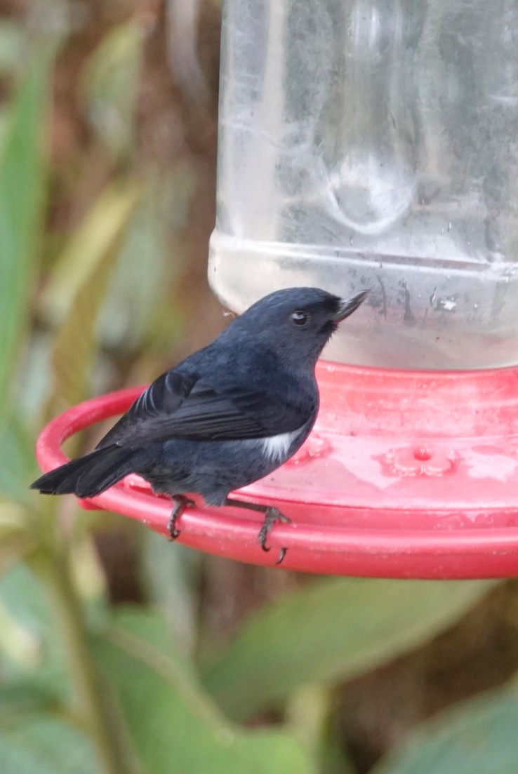 White-sided Flowerpiercer g2