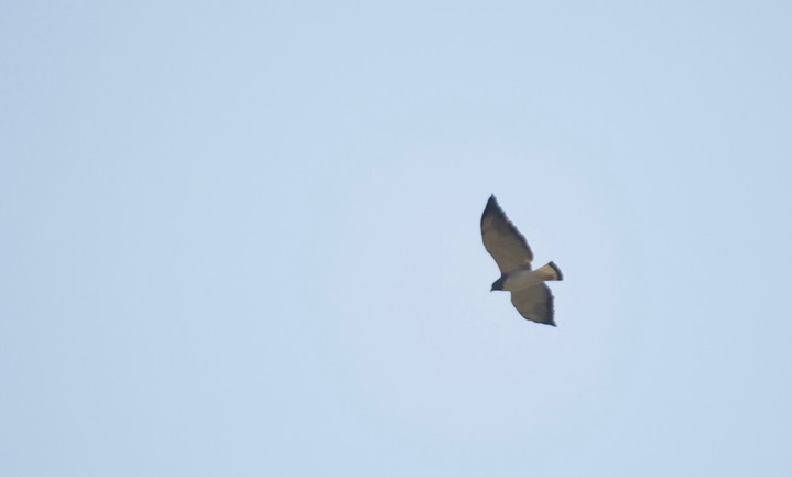 White-tailed Hawk, Geranoaetus albicaudatus