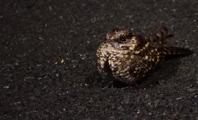 White-tailed Nightjar, Hydropsalis cayennensis leopetes2